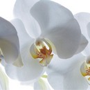 תמונת טפט L פרחים לבנים | 33040832